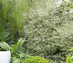 Image result for Pittosporum tenuifolium