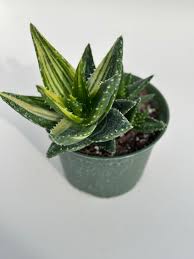 Image result for Aloe barendii
