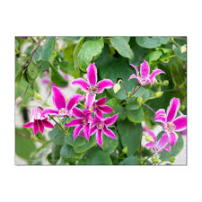 Muss ich alles im herbst wieder zurückschneiden, oder lasse ich sie so wie sie ist? Clematis Schneiden Wann Welche Und Warum Lieblingspflanzen