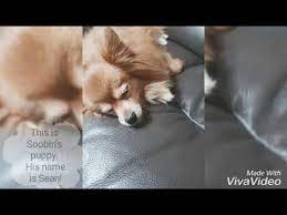 We did not find results for: 190206 Soobin Twitter Update With His Puppy Tomorrow X Together Youtube