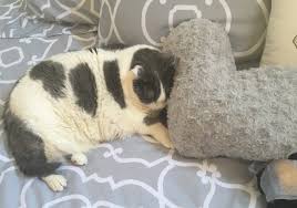 موت القط المفاجئ نصائح لفهم سبب حدوثه pets grow موت القط المفاجئ