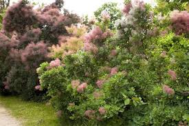 Eine Blutenhecke Aus Strauchern Und Stauden Bringt Nicht Nur Prachtige Farben In Den Garten Sondern Bietet Ausserdem Auch Ga Blutenhecke Bepflanzung Ziergarten