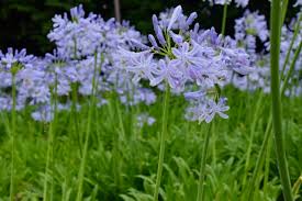 アガパンサス ムラサキクンシラン のまとめ 開花時期や花言葉など9個のポイント 植物の育て方や豆知識をお伝えするサイト