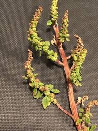 Image result for Dysphania pumilio