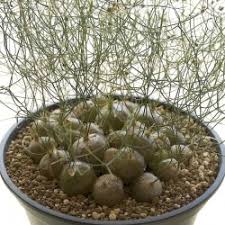 Soaking seeds before planting is one of the fastest ways to make seeds germinate faster. Best Prices For Cactus Seeds 2