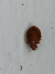 Bed bugs can't stand temperatures that are too cold or too hot. Bedbugs In The Kitchen Bedbugs