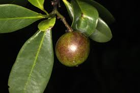 Image result for Artabotrys likimensis