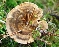 Image result for Pancovia holtzii