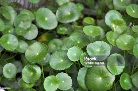 Image result for Centella glabrata