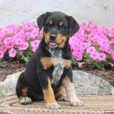 This city is banning all pit bulls and rotts, and people who own them are having their innocent dogs taken away. Rottweiler Mix Puppies For Sale Greenfield Puppies