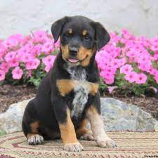 Maybe you would like to learn more about one of these? Rottweiler Mix Puppies For Sale Greenfield Puppies