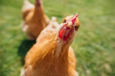 Keeping Backyard Chickens