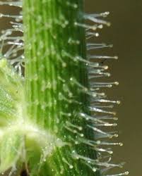 Image result for Caperonia fistulosa