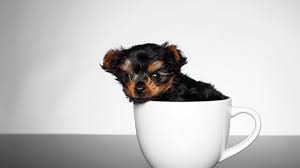 Although they are happy staying at home and relaxing, having them outside daily will keep them fit, happy, and relaxed. Teacup Yorkie Puppies Dogtime