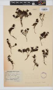 Image result for Conostomium natalense