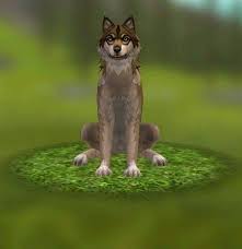 Rare Wolf Skin Animal Games Animals Fox Art