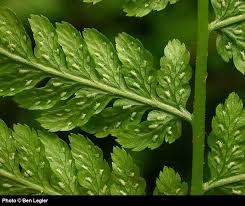 Image result for Cycnium filicalyx