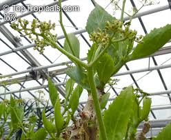 Image result for Cyphostemma barbosae