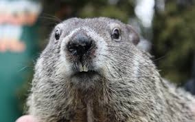 Groundhog synonyms, groundhog pronunciation, groundhog translation, english dictionary definition of groundhog. Groundhog Day 2021 A Virtual Holiday Punxsutawney Weather Discovery Center