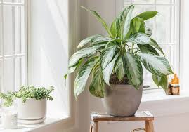 However, quite a few can survive in low light conditions so before you get skylights installed or replace all your real plants with fake ones, maybe reconsider your choice of. How To Determine Sunlight Levels For Houseplants