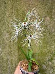 Image result for Habenaria arianae