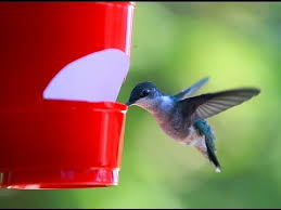 I used to make a mixture that was half sugar/half water, but now research says that this mix can be damaging to the kidneys. How To Make A Cheap Hummingbird Feeder Youtube