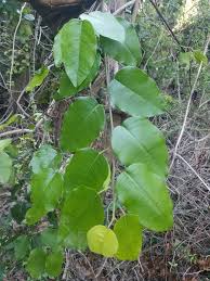 Image result for Phyllanthus taylorianus