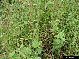 Image result for Arthraxon hispidus