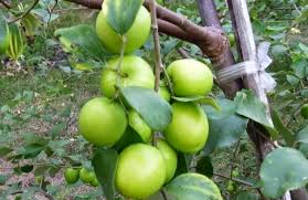 (daun bidara bisa ditambah dengan kelipatan 7). Cara Stek Pohon Apel India Atau Putsa Bagi Pemula Agar Berhasil Faunadanflora Com