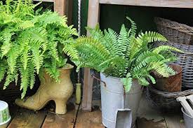 Eternal blooms with dried artificial flowers. Real Touch Artificial Plants Boston Ferns Large 3 Stems Amazon Co Uk Garden Outdoor Artificial Plants Outdoor Artificial Plants Small Artificial Plants