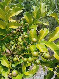 Image result for Deinbollia kilimandscharica