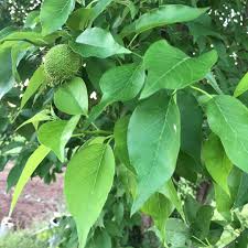 Image result for Maclura