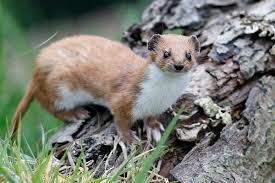 70 meter an einem flüsschen lebensraum von bisamratten und wanderratten. Wiesel Im Garten So Reagieren Sie Richtig Gartenlexikon De