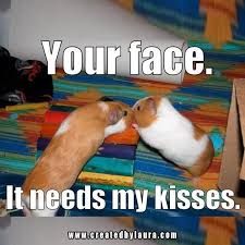 Pin On Guinea Pigs Memes