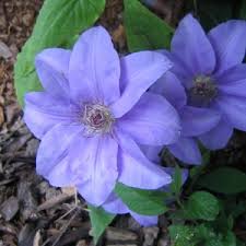 The plant also includes evergreen and herbaceous varieties, with multiple colors, forms, and flowering seasons, though most of the plant flowers between early spring and fall. Clematis Ramona Planting Growing And Cultivation Clematis Ramona Seeds Types And Varieties Of Clematis Ramona