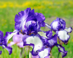 Maybe you would like to learn more about one of these? Iris Flowers Bearded Beardless And Crested