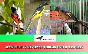 Bagi kalian yang mempercayai hoki atau keberuntungan, nama olshop yang berdasarkan hoki pasti biasanya orang yang menggunakan nama olshop hoki menamainya dengan nama zodiak atau yang. Nama Yang Bagus Buat Burung Love Bird Indah