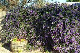 Magical, meaningful items you can't find anywhere else. Purple Flowers Archives Desert Gardening 101