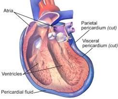 Pericardium Wikipedia Cancer Help Mesothelioma Cancer