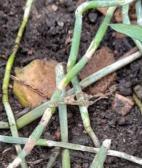 Image result for Coleotrype natalensis