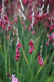 Tesco Direct Angels Fishing Rod Dierama Reynoldsii Angels Fishing Rods Planting Flowers Cool Plants