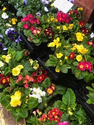 Some call it graffiti, others call it art. Brenda S Flowers Has A Wide Westtown Amish Market Facebook