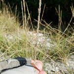 Image result for Urochloa oligobrachiata