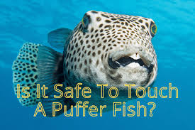 Puffer fish usually eat off of algae that grow on rocks and coral. Is It Safe To Touch A Puffer Fish Precautions Explained Fish Caring Basics
