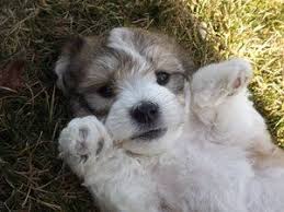 From the womb to our nursery, we ensure your little one has everything. Havachon Bichon Frise Havanese Puppies For Sale 700 Nw Classifieds Puppies Havanese Puppies Cute Animals