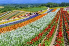5 Best Flower Fields To Visit In Hokkaido Japan Travel Guide Jw Web Magazine Flower Field Amazing Flowers Japan Travel Guide