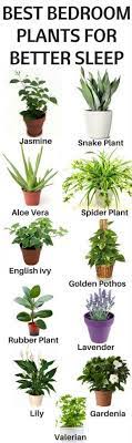 Researchers at pukyong national university found that the areca palm, among other plants, helped reduce c02 concentrations in the surrounding environment. Best Plants To Keep In Your Bedroom To Help You Sleep Home Gardeners