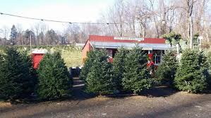 A christmas tree adorned with ornaments and lights is a centrepiece of the festive season. Stew Leonard Christmas Tree The Top 21 Ideas About Stew Leonard S Christmas Trees Best Diet And Healthy Recipes Ever Recipes Collection Keith Flint Christmas Tree Decorations Reihanhijab