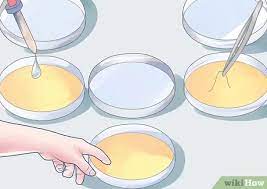 We did not find results for: How To Grow Bacteria In A Petri Dish 10 Steps With Pictures