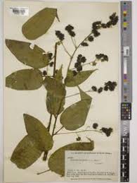 Image result for Wissadula